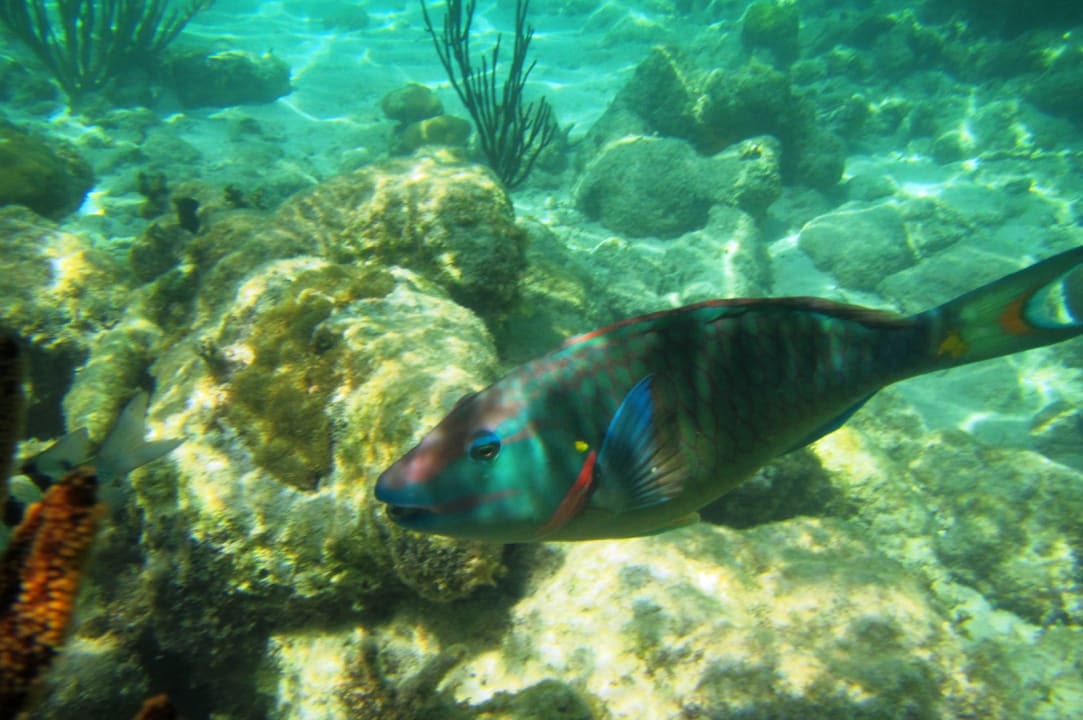 Sport & Freizeit Akumal Bay Beach & Wellness Resort