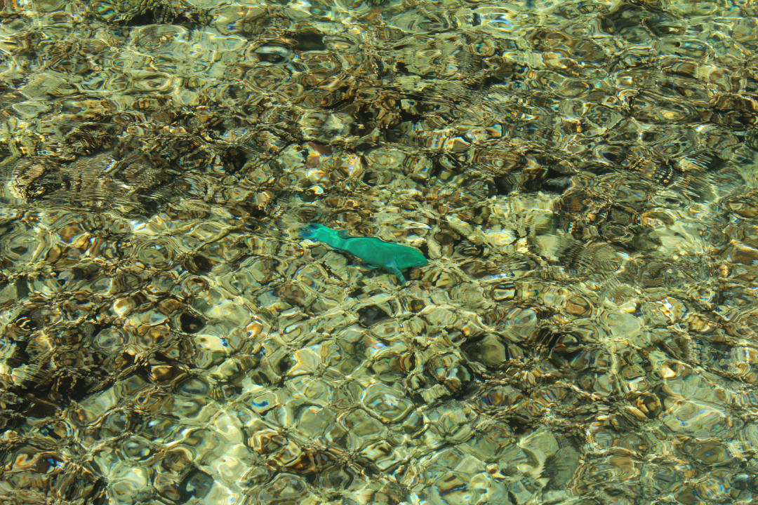 Ein schöner Fisch Kuramathi Maldives