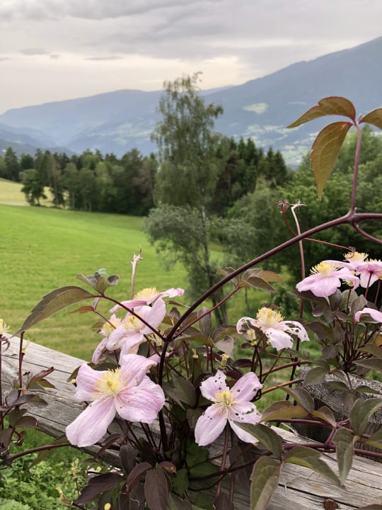 Ausblick My Arbor - Dolomites
