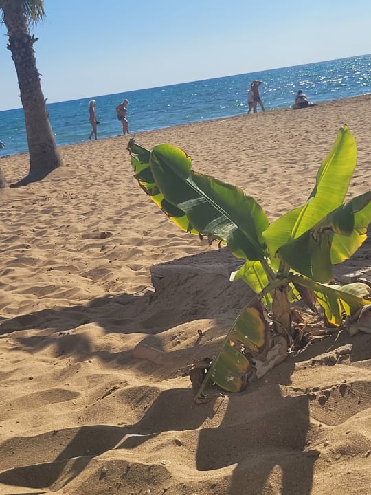 Strand Hotel Süral Resort