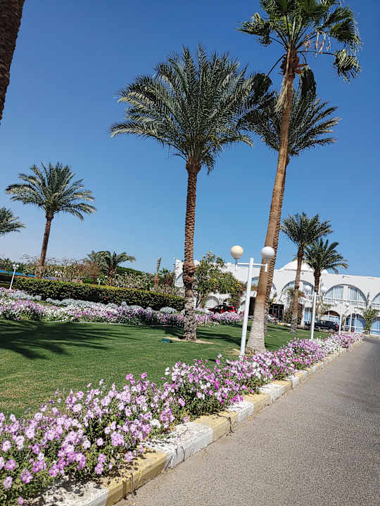 Gartenanlage Desert Rose