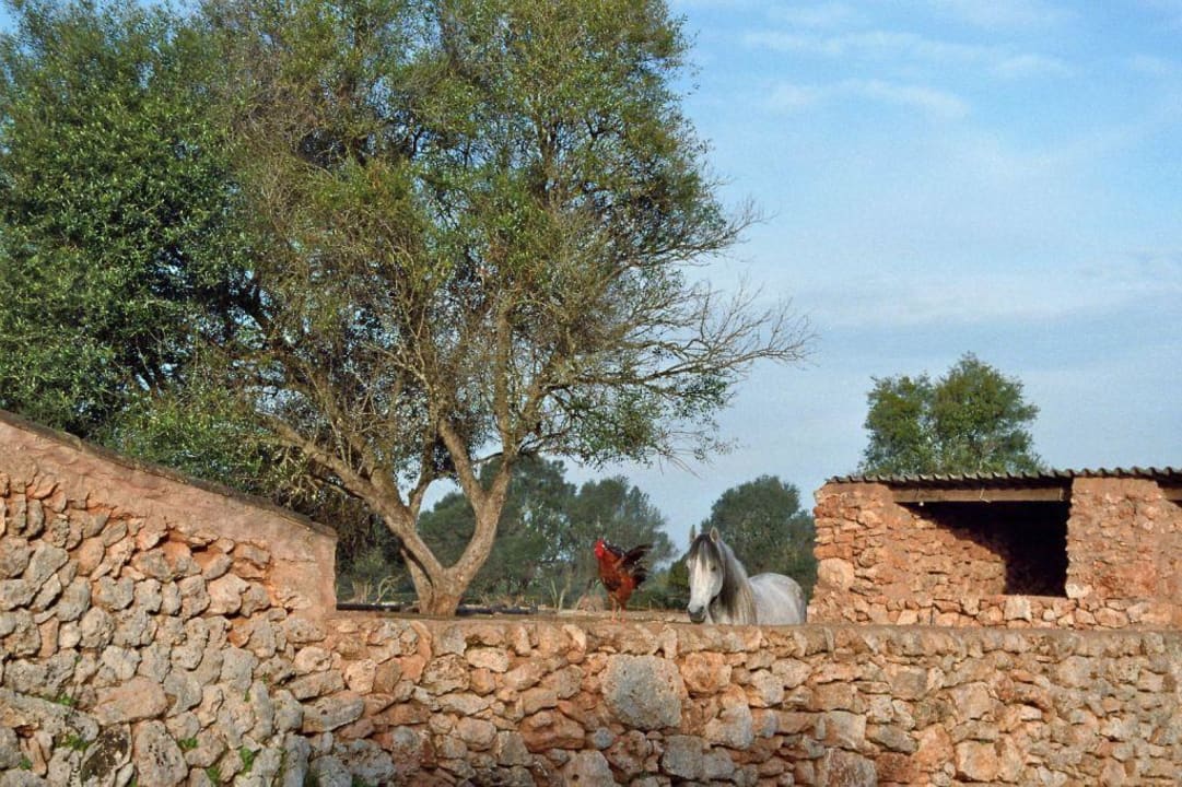 "Mitbewohner" Finca sa Canova