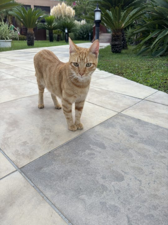 Sonstiges Sunis Kumköy Beach Resort Hotel & Spa