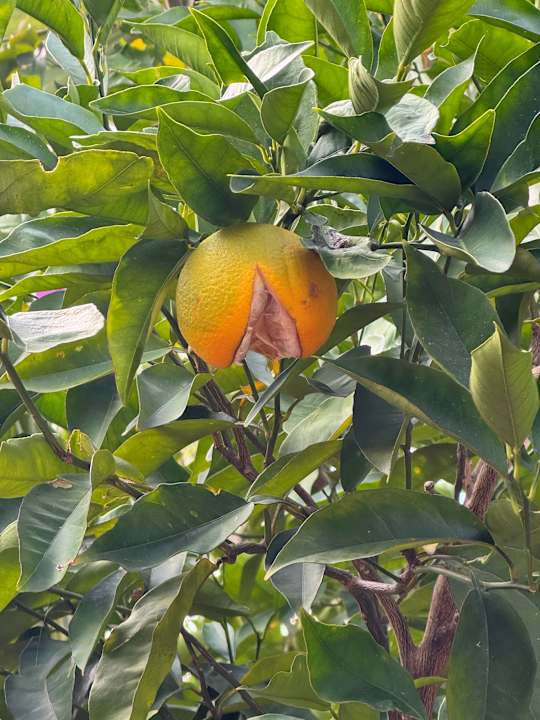 Außenansicht Hane Family Resort