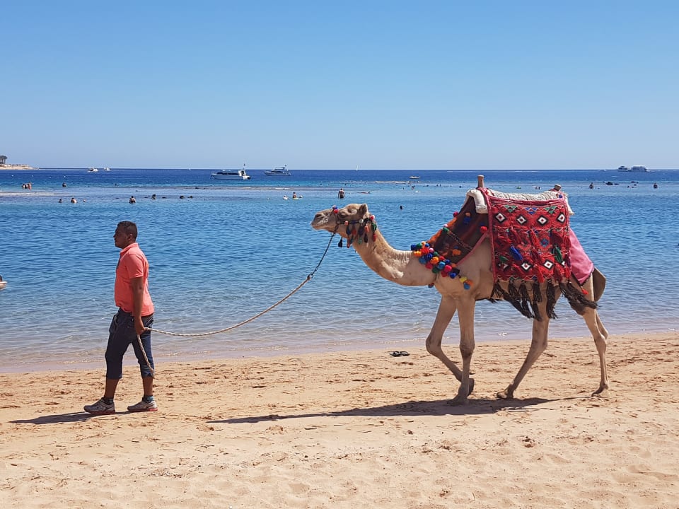 Strand Hotel JAZ Makadi Star & Spa