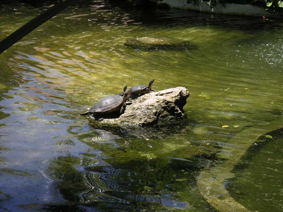 Schildkröten Grand Palladium Select Bávaro Resort & Spa