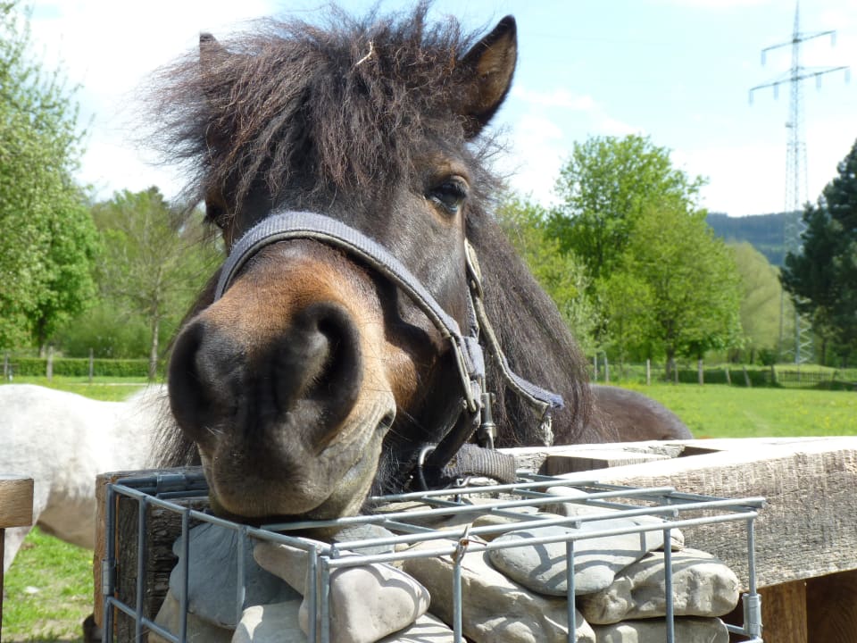 Sport & Freizeit Ferienhof Heute-Mühle
