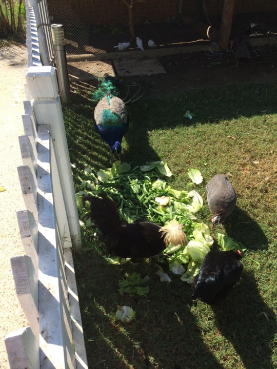 Jiva Beach Resort Jiva Beach Resort