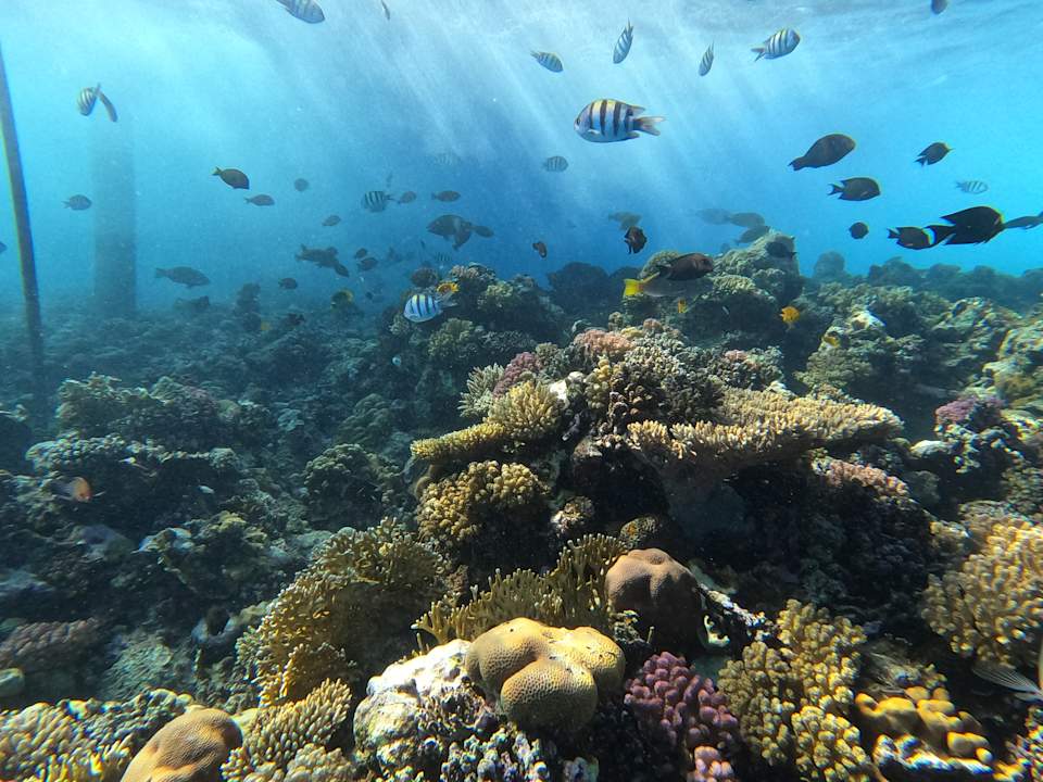 Strand Serenity Alpha Beach