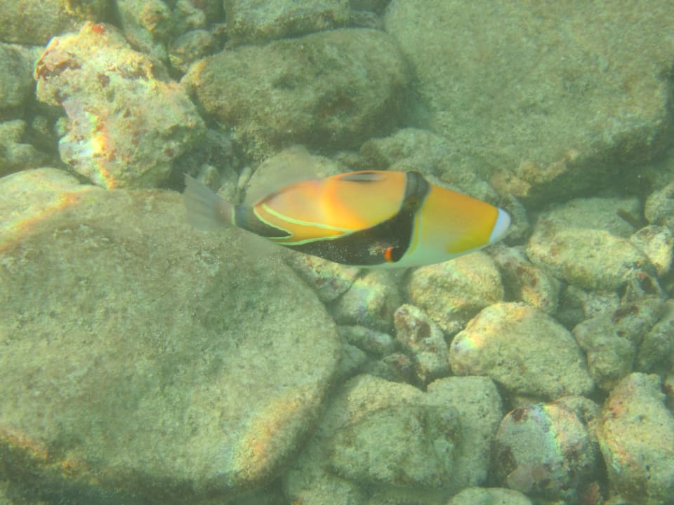 Fisch Adaaran Select Hudhuran Fushi - Premium All Inclusive