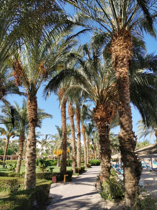 Gartenanlage Fort Arabesque Resort, Spa & Villas