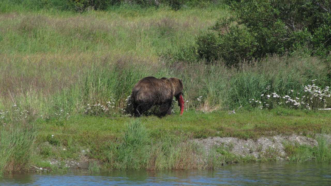 Bär mit Lachs Brooks Lodge