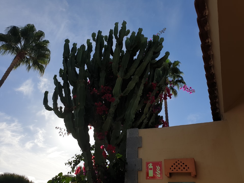 Gartenanlage HL Miraflor Suites Hotel