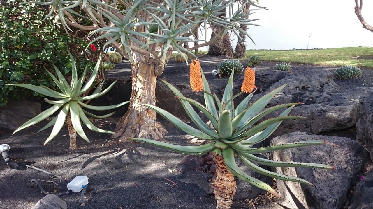 Kakteen gehören zu Lanzarote Seaside Hotel Los Jameos