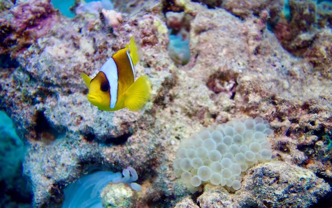 Sport & Freizeit Fantazia Resort Marsa Alam