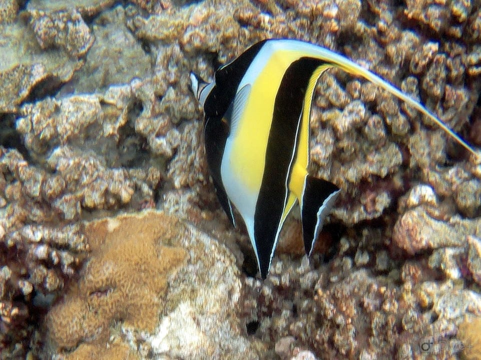 Sport & Freizeit Eri Maldives