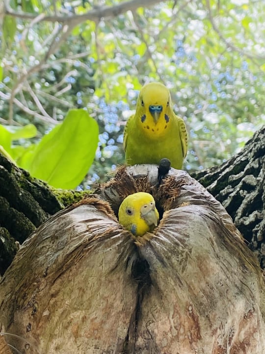 Ausblick Angaga Island Resort