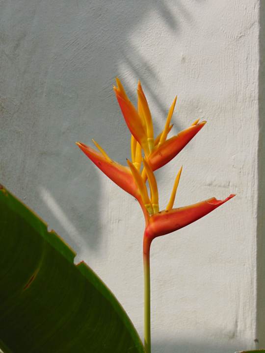 Gartenanlage Amber Lombok Beach Resort
