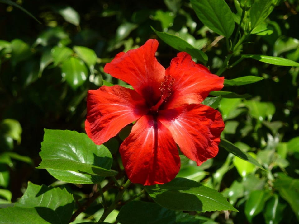 Blumenpracht Apollonia Beach Resort & Spa