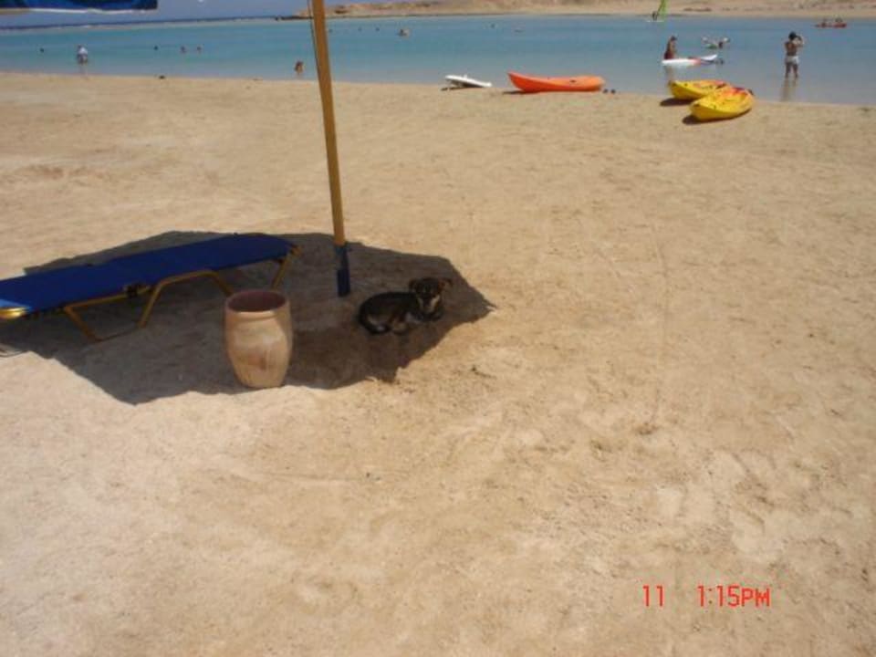 Hund unter Sonnenschirm vor der Lagune TUI MAGIC LIFE Kalawy