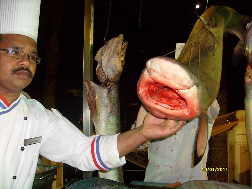Chefkoch mit Hai Pickalbatros Palace Resort