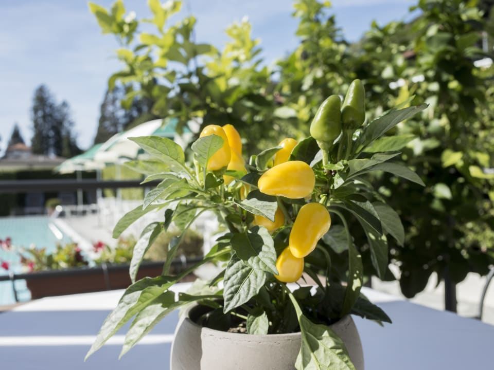 Gartenanlage Hotel Ghiffa