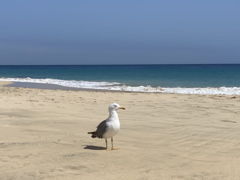 Strand ROBINSON JANDIA PLAYA