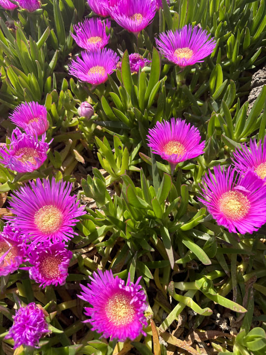 Gartenanlage Belek Beach Resort Hotel