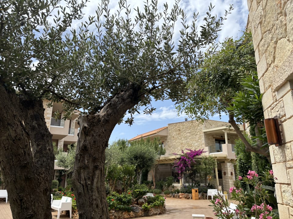 Gartenanlage Cactus Royal