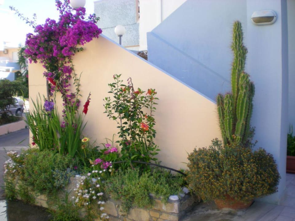 Ozdobne rośliny Hotel Kathrin Beach