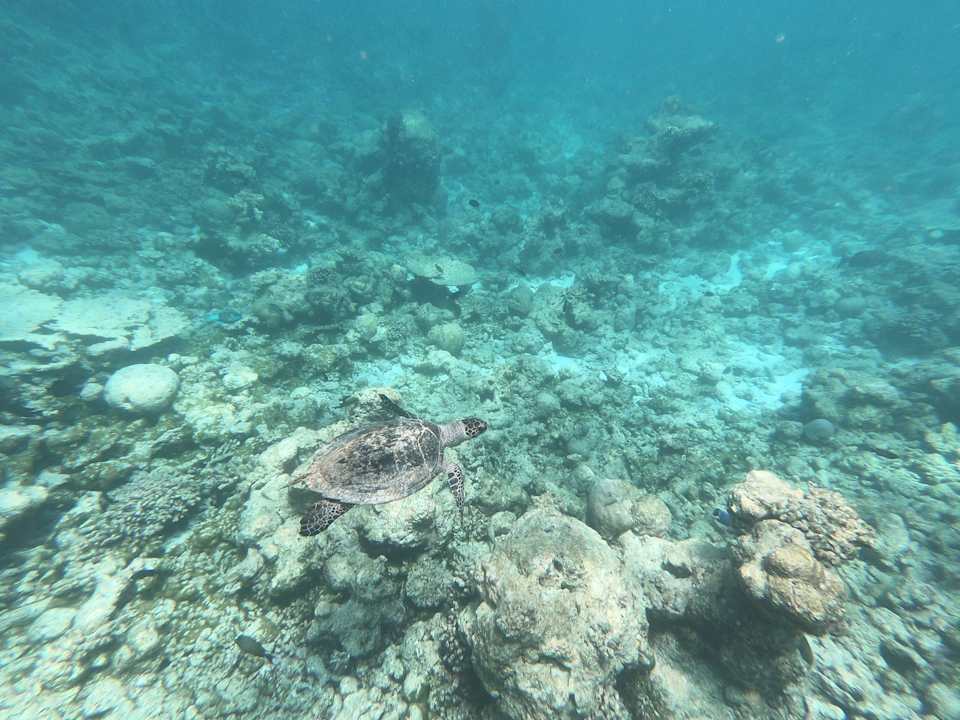 Strand Summer Island Maldives