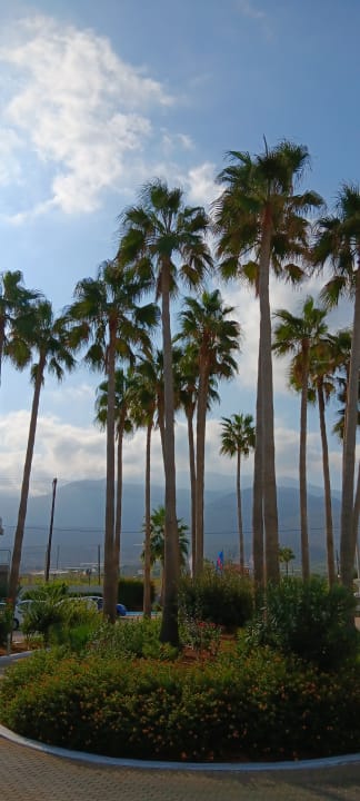 Gartenanlage allsun Hotel Carolina Mare