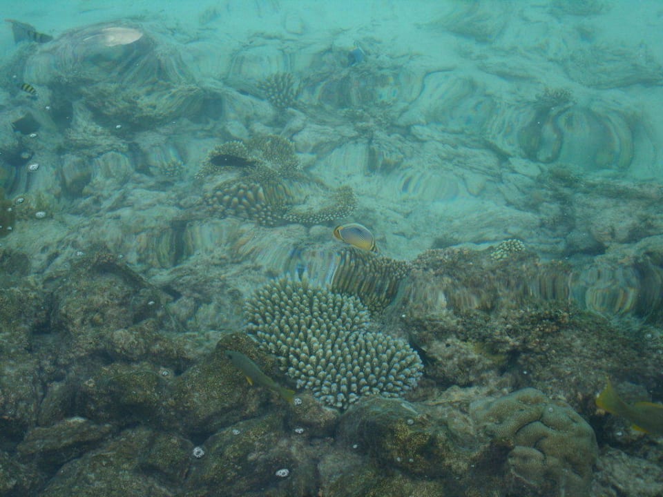 Unterwasserwelt am Steg Summer Island Maldives