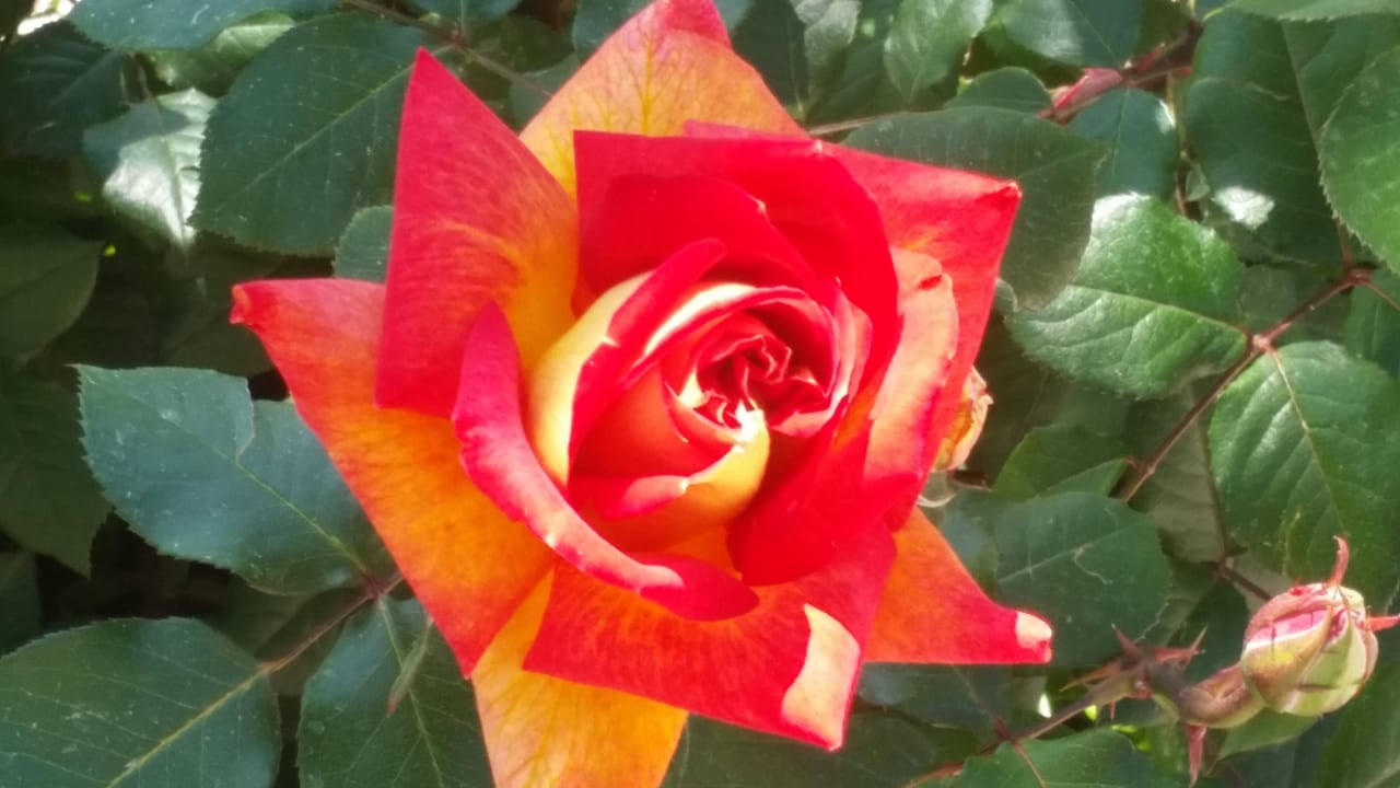 Wunderschöne Rosen Saphir Resort & Spa