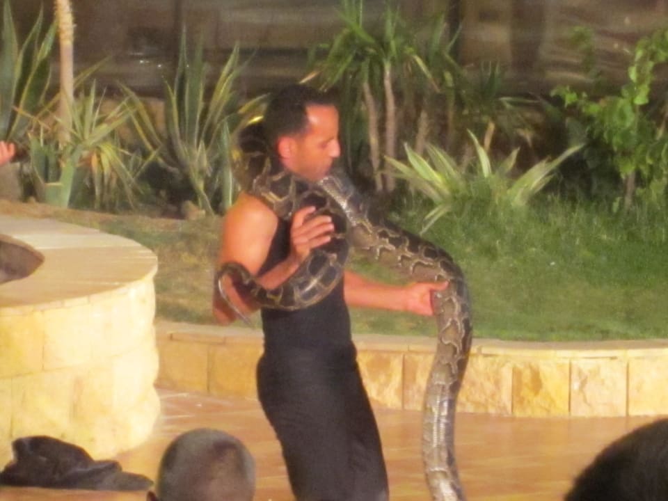 Cobrashow Pickalbatros Palace Resort