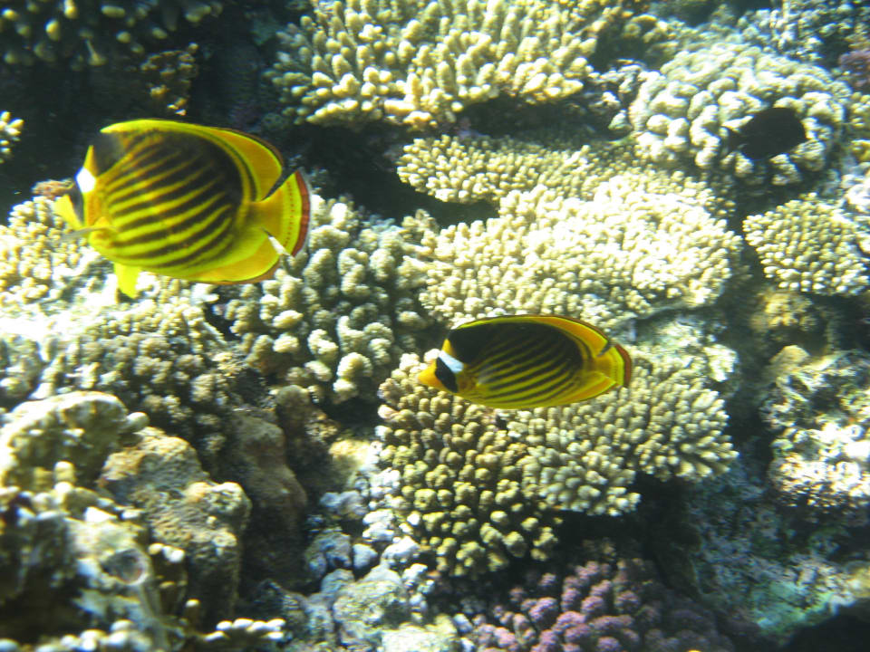 Hotel Riff The Grand Hotel Sharm El Sheikh