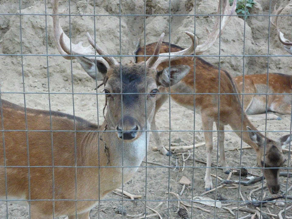 Kamarádi Hotel Makryammos Bungalows