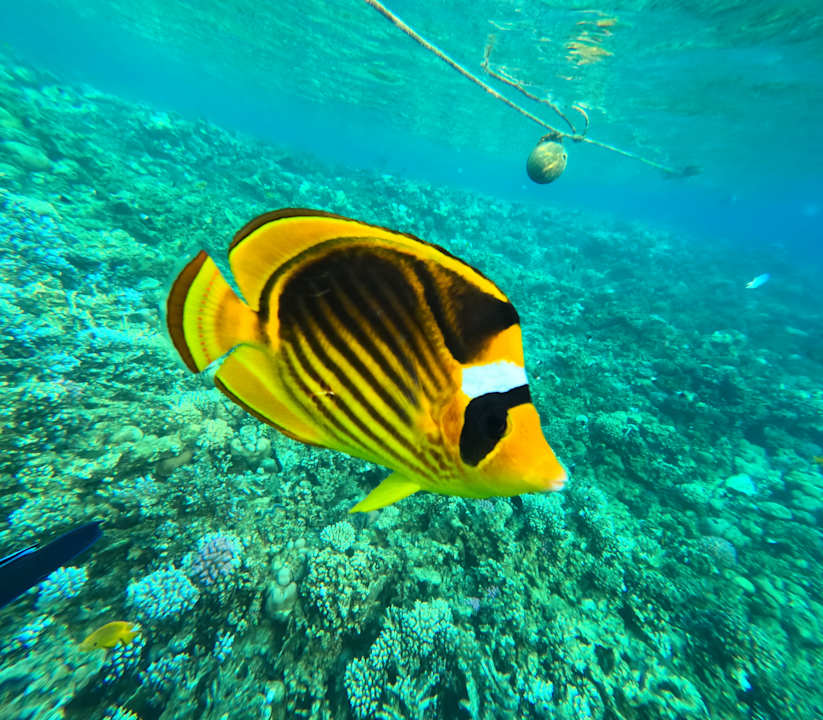 Sonstiges Jaz Makadi Oasis Resort