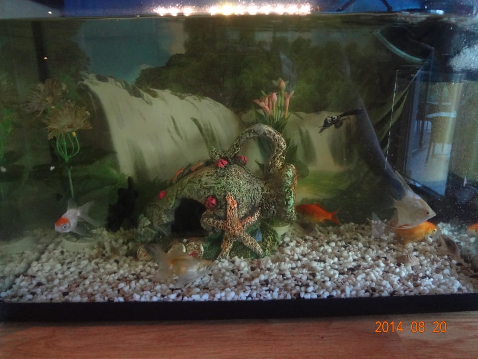 Aquarium  Commodore Elite Suites & Spa - Adults only