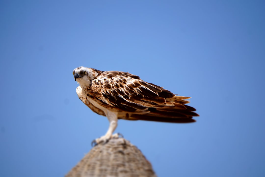 Sonstiges Wadi Lahmy Azur Resort