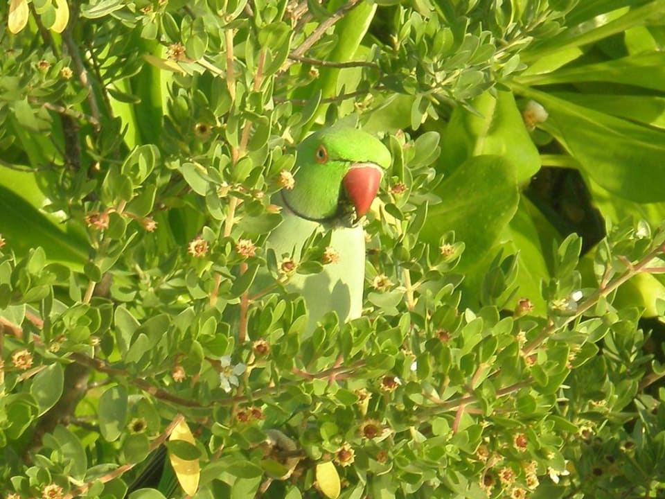 Grün in Grün Summer Island Maldives
