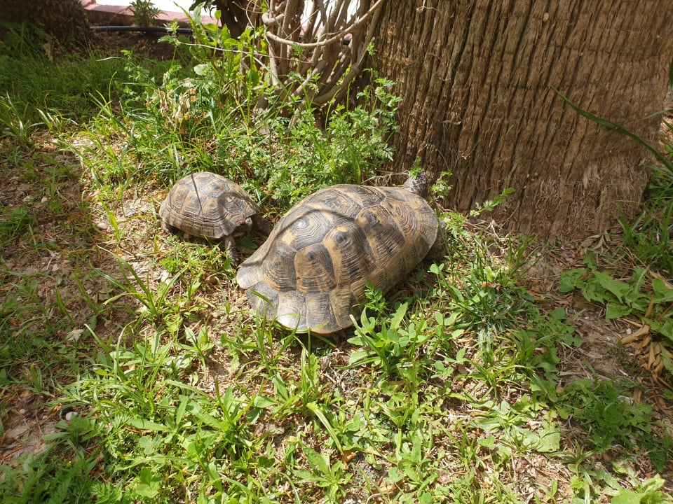 Gartenanlage Saphir Resort & Spa