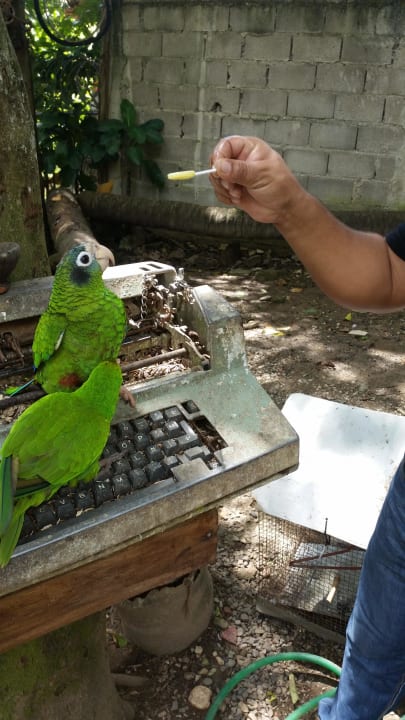 Papagei  Puerto Plata Village