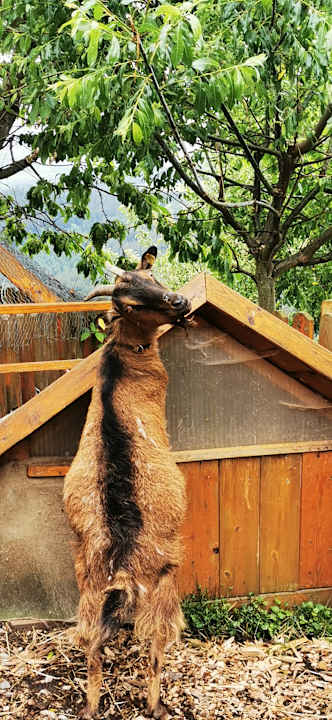 Sport & Freizeit Ferienwohnungen Trippolthof - Urlaub am Bauernhof