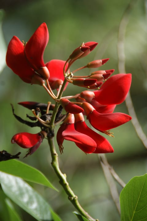 Die schönste Blüte. Maya Ubud Resort & Spa Bali