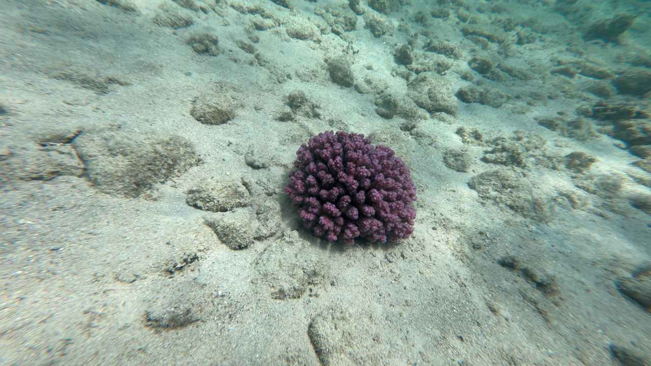 Strand Coral Sun Beach