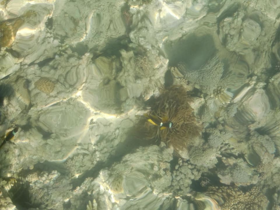 Clownfisch Stella Beach Resort & Spa Makadi Bay