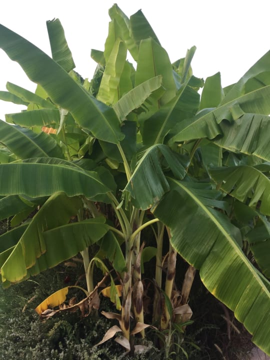 Gartenanlage Rixos Premium Tekirova