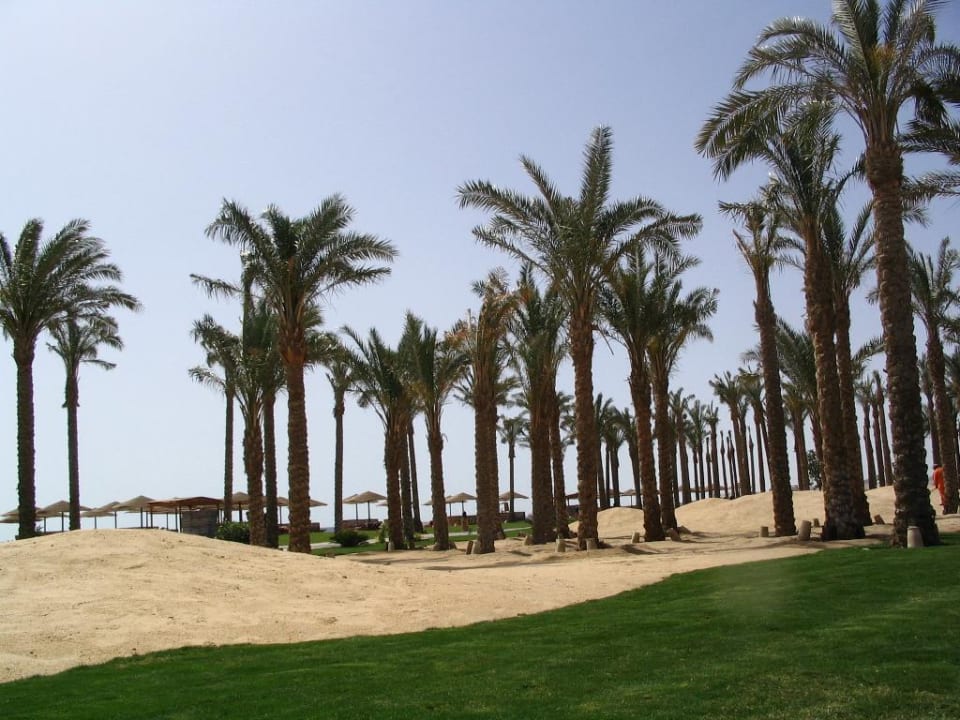 Palmen-Wald Grand Makadi