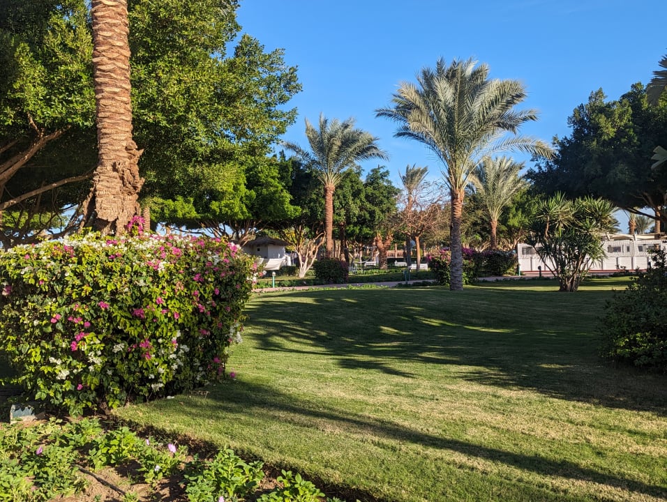 Gartenanlage Desert Rose